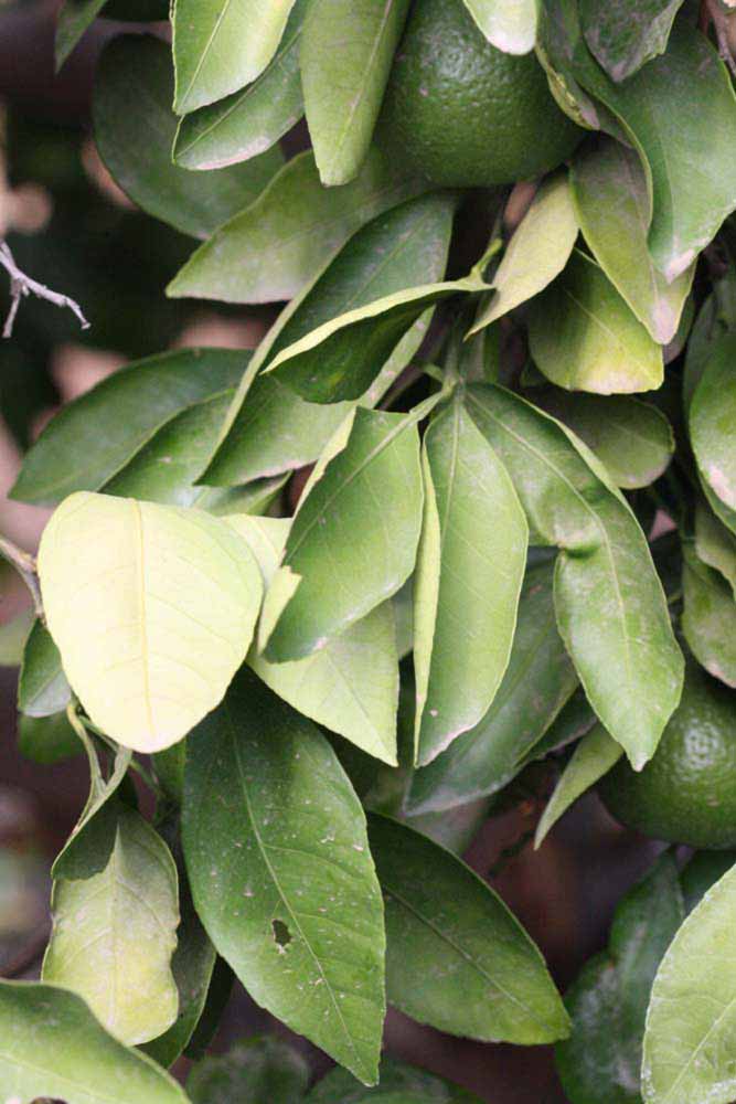              Sun leaves (Riverside, CA)       